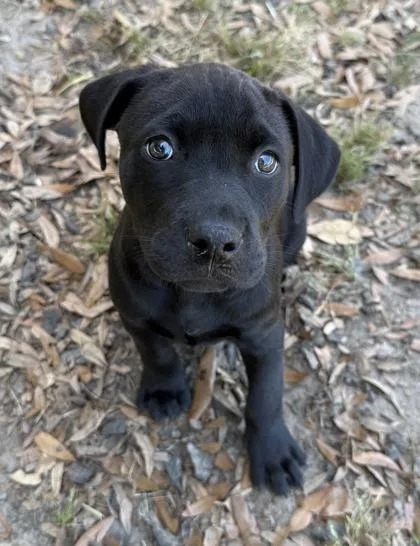 A baby small-sized female Labrador Retriever dog named Laverne for adoption in Conway, SC