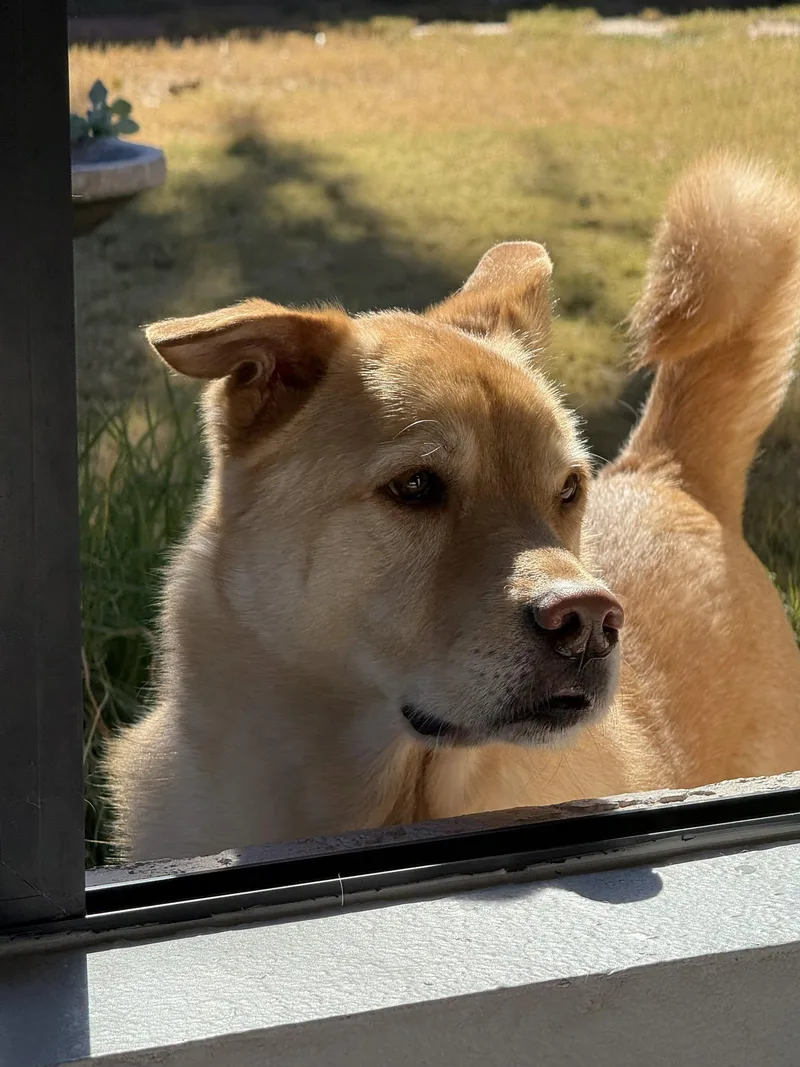 A senior large-sized male Golden Retriever dog named Robin for adoption in Chandler, AZ