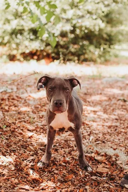 A young small-sized male American Staffordshire Terrier dog named a Hippopotamus for adoption in North Charleston, SC