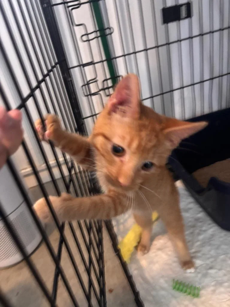 A baby medium-sized male Domestic Short Hair cat named Garfield for adoption in Hartford City, IN