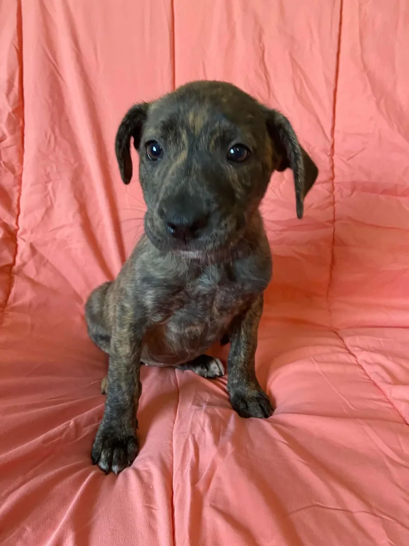 A baby medium-sized female Plott Hound dog named Tala for adoption in St. Louis, MO