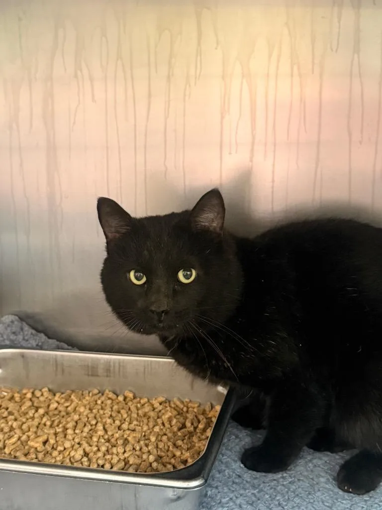 A young medium-sized male Domestic Short Hair cat named Hamlet for adoption in Burnsville, NC