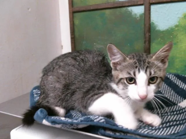 A baby small-sized male Domestic Short Hair cat named Ash for adoption in Houston, TX