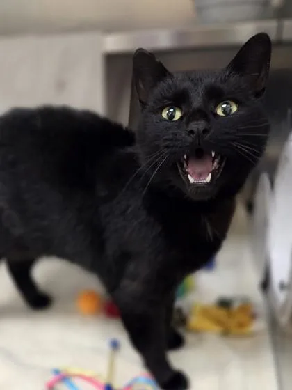 An adult small-sized female Domestic Short Hair cat named Flower Child for adoption in Westland, MI