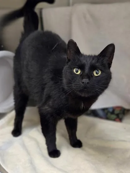 Flower Child thumbnail 3