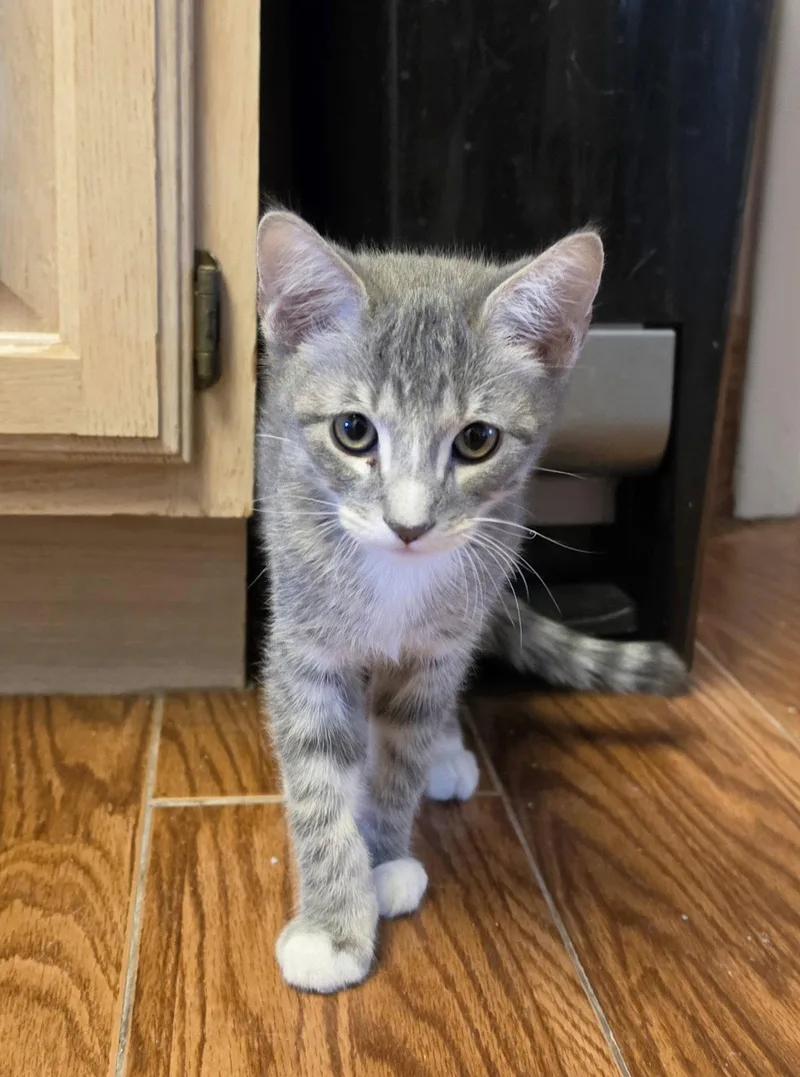 A young medium-sized male Domestic Short Hair cat named Flash Slothmore for adoption in Evergreen, CO