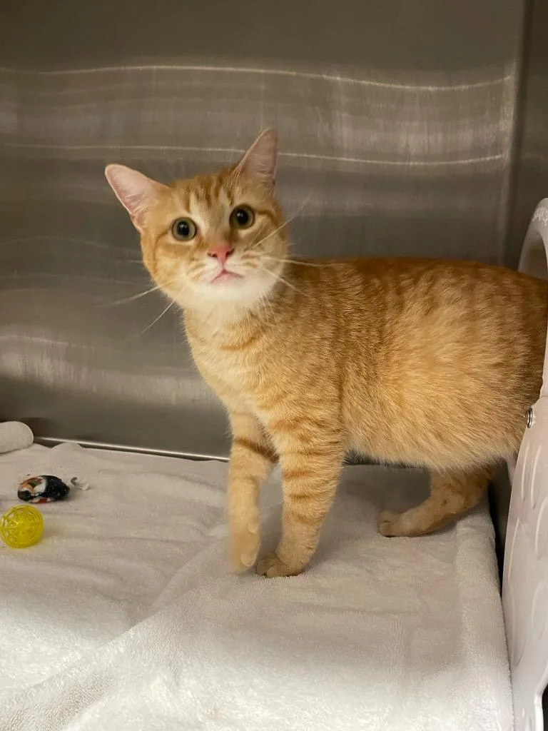A young medium-sized female Domestic Short Hair cat named Cricket for adoption in Clarksville, TN