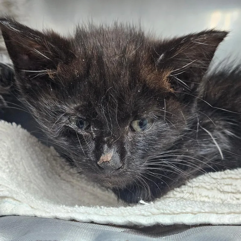 A baby small-sized male Black Domestic Short Hair cat named TBone for adoption in Pasadena , MD