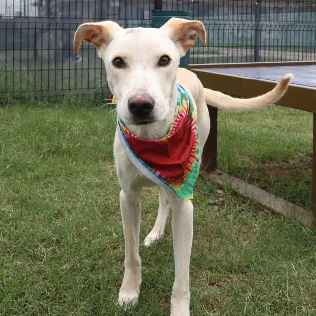 A young medium-sized male Labrador Retriever dog named Sparky for adoption in San Antonio, TX