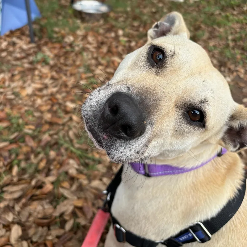 An adult medium-sized female White / Cream Terrier dog named Sunnie for adoption in Bulverde, TX