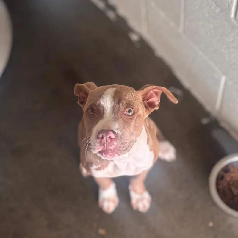 A baby medium-sized female Red / Chestnut / Orange Pit Bull Terrier dog named Destini for adoption in Starkville, MS