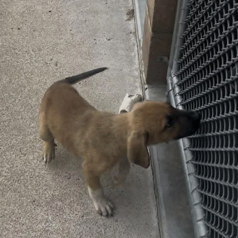 A baby medium-sized male Red / Chestnut / Orange Mixed Breed dog named Colorado for adoption in Stilwell, OK