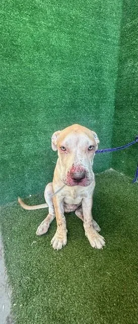A young small-sized male Pit Bull Terrier dog named Benny for adoption in Lancaster, CA