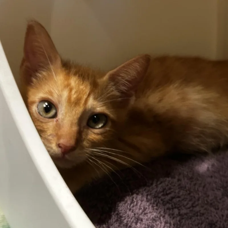 A baby small-sized male Orange / Red Domestic Short Hair cat named Ooh Boo for adoption in Austin, TX
