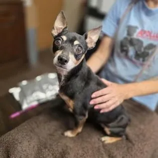 A senior small-sized female Black Chihuahua dog named Raven for adoption in Justin, TX