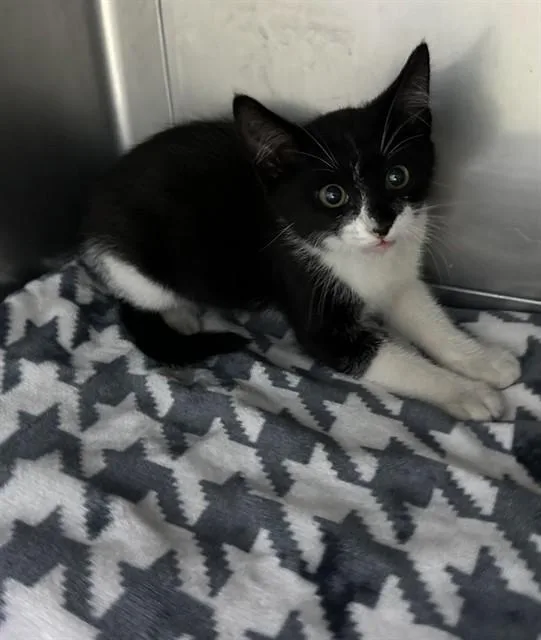 A baby small-sized male Domestic Short Hair cat named Russ for adoption in Baldwin Park, CA