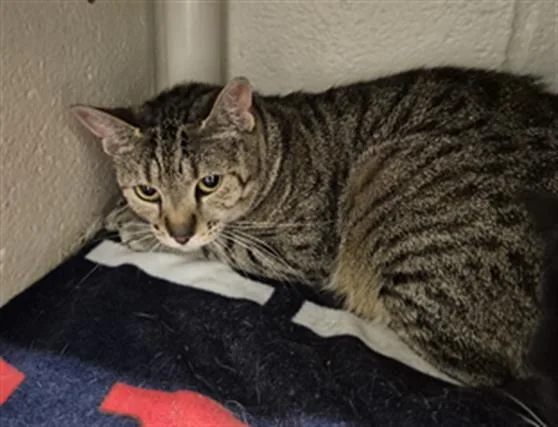 An adult small-sized female Domestic Short Hair cat named Pear for adoption in Hagerstown, MD