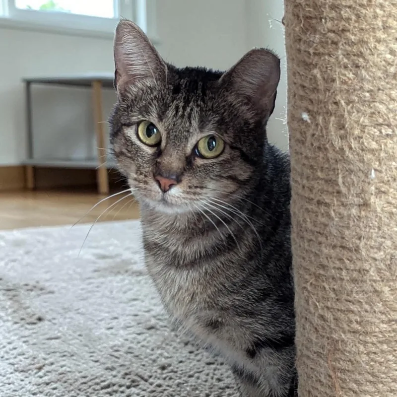 An adult medium-sized male Gray / Blue / Silver Domestic Short Hair cat named Greyson & Pippi for adoption in Fort Worth, TX