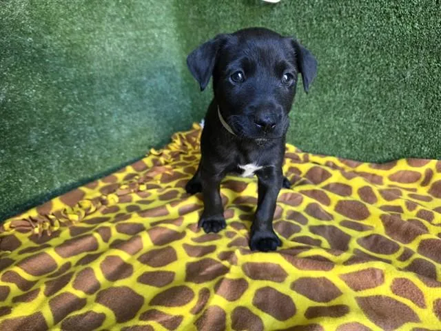 A baby small-sized male Husky dog named Roo for adoption in Lancaster, CA