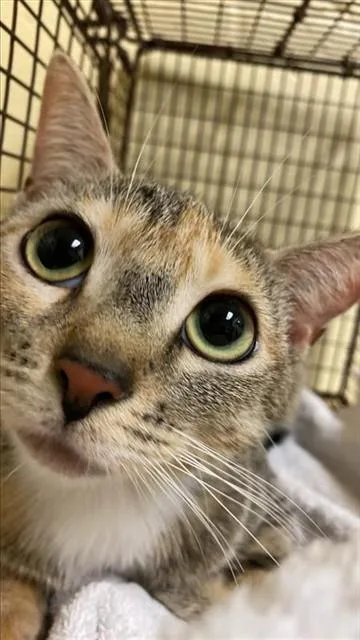 A young medium-sized female Domestic Short Hair cat named Nadia for adoption in Sacramento, CA