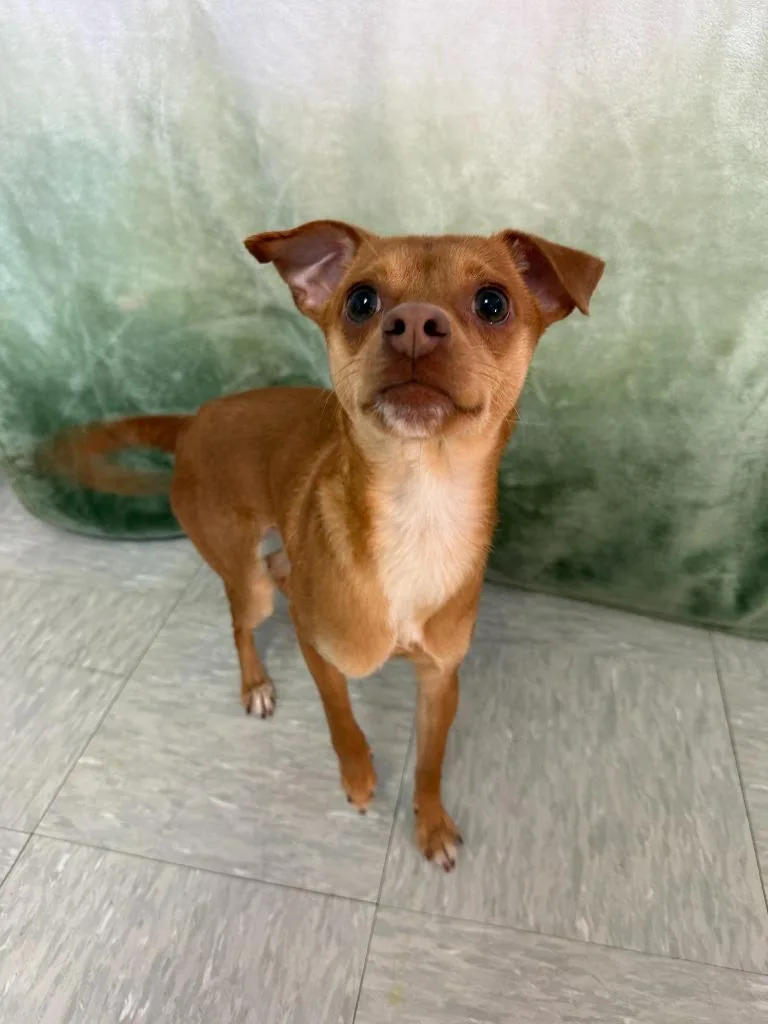 A young small-sized male Chihuahua dog named Blue for adoption in Brookings, OR