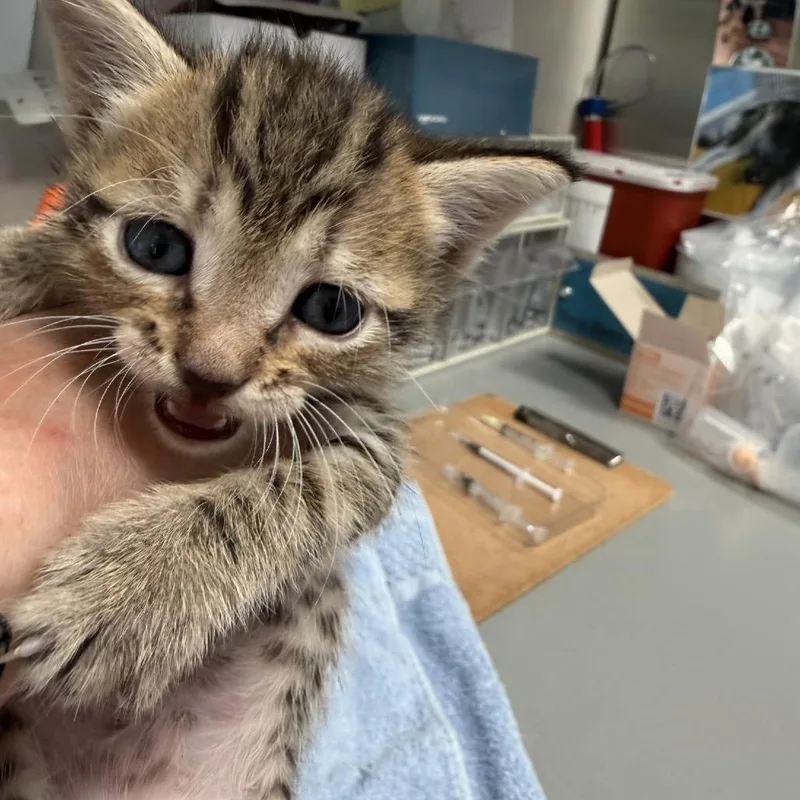A baby small-sized male Brown / Chocolate Domestic Short Hair cat named Enzo for adoption in Englewood, FL