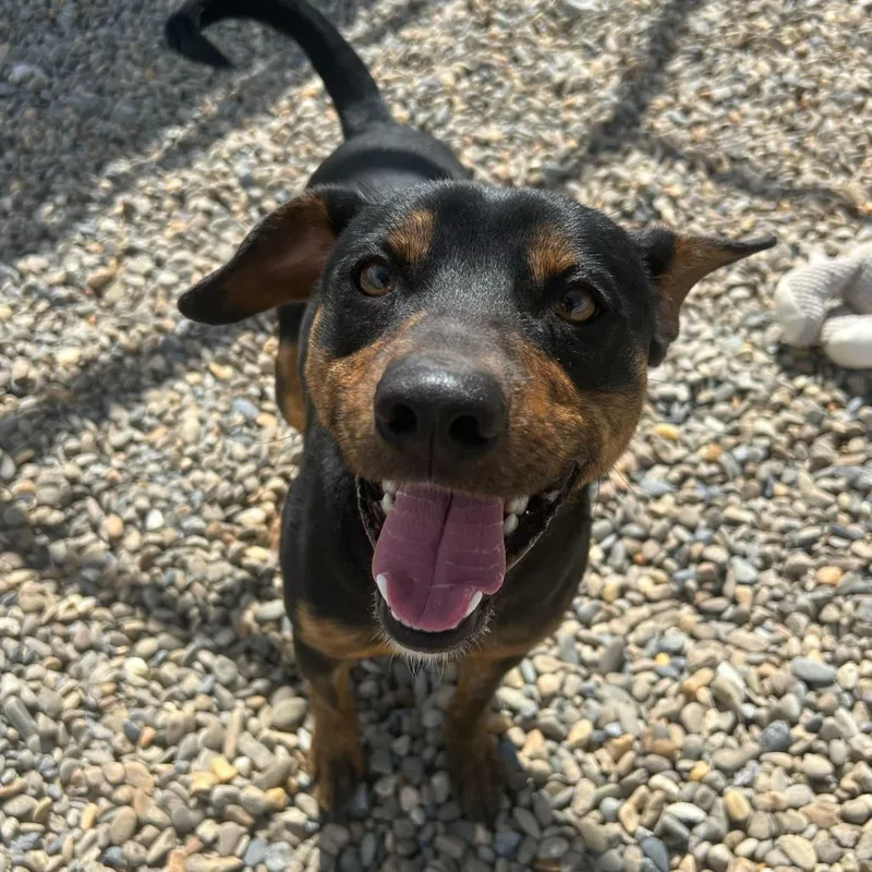 Crash Bandicoot thumbnail 2