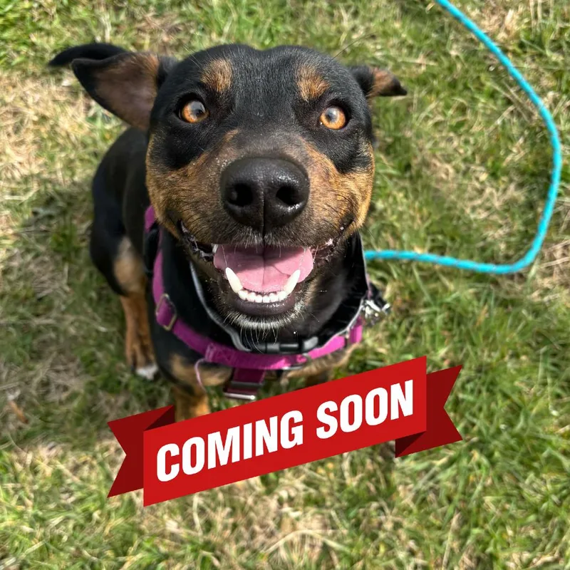 Crash Bandicoot thumbnail 3