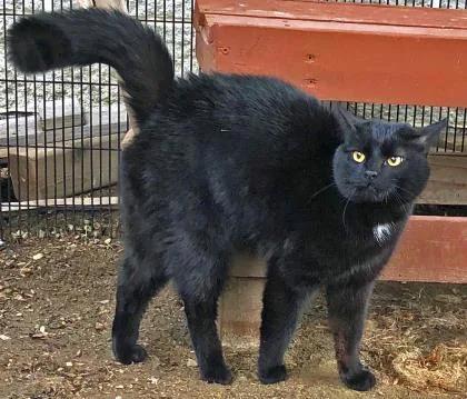 A young small-sized male Domestic Short Hair cat named Fang for adoption in Fishers, IN
