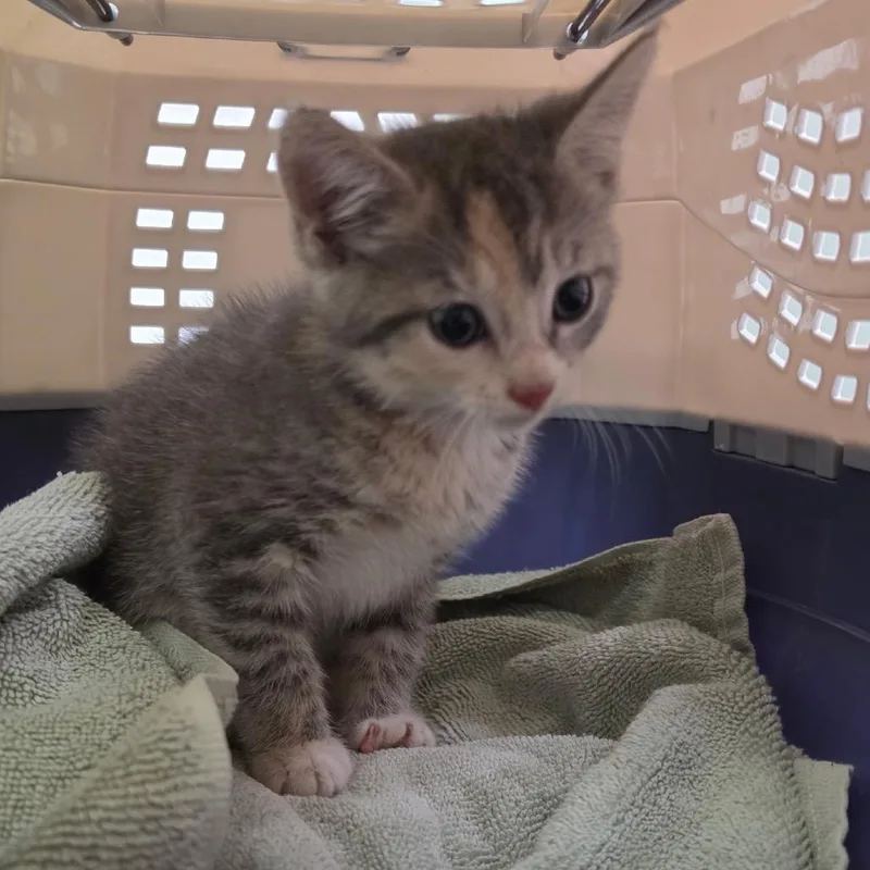 A baby small-sized female Calico Domestic Medium Hair cat named Zombie for adoption in Charleston, WV