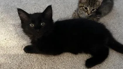 Bagheera
