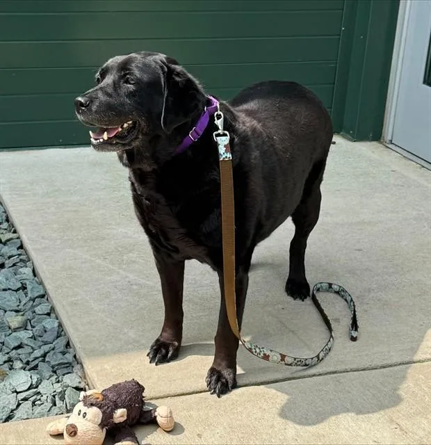 An adult medium-sized female Labrador Retriever dog named Ash for adoption in Leesburg, VA