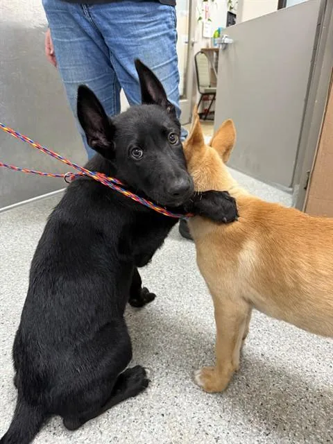 A baby small-sized male German Shepherd Dog dog named Raider for adoption in Pasadena, TX