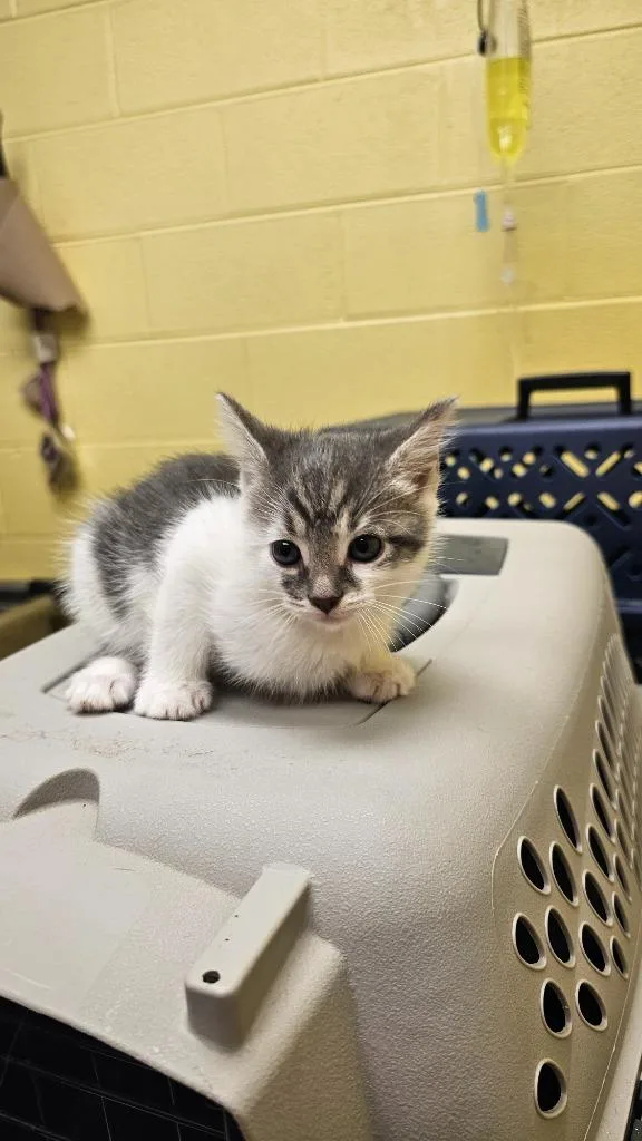 A baby small-sized female Domestic Short Hair cat named Stasha for adoption in Crossville, TN