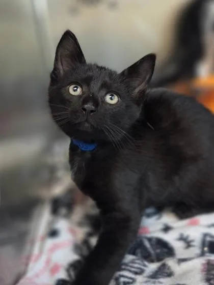 A baby small-sized male Domestic Short Hair cat named Phineas for adoption in Westland, MI