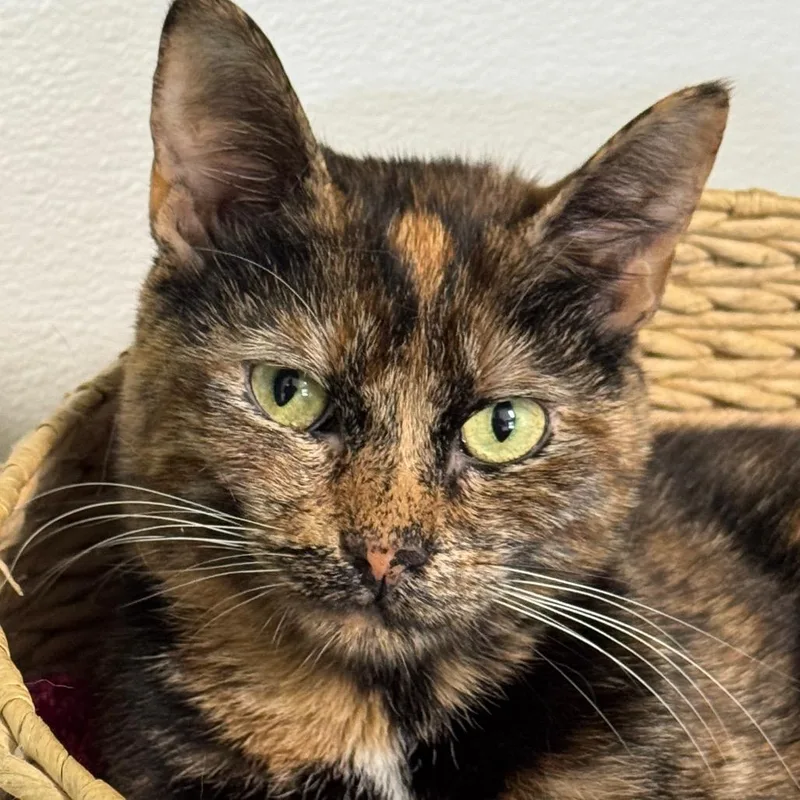 A young large-sized female Tortoiseshell Domestic Short Hair cat named Kaltain for adoption in Decatur, GA