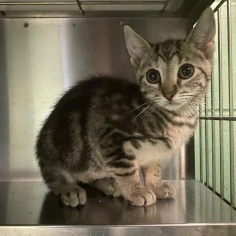 A baby small-sized female Brown / Chocolate Domestic Short Hair cat named Nebula for adoption in Dayton, OH