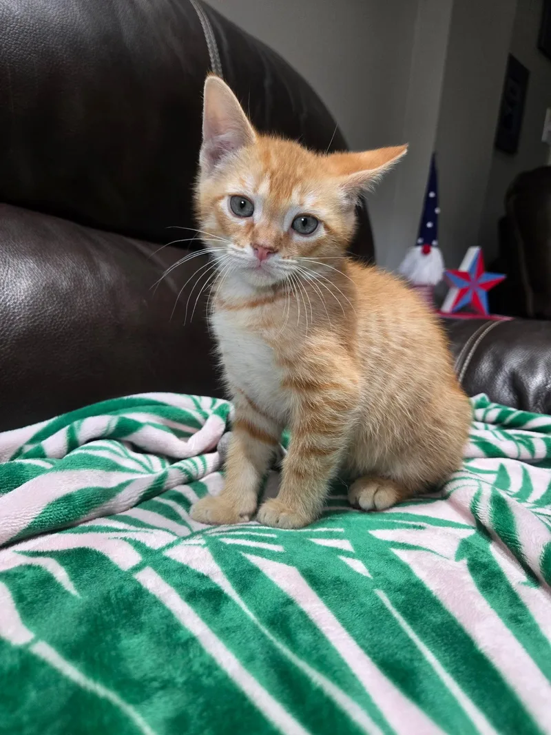 A baby medium-sized male Orange / Red Domestic Short Hair cat named Owen for adoption in Yardley, PA
