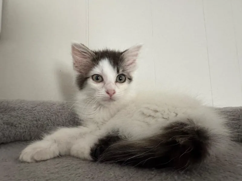 A baby medium-sized female Domestic Long Hair cat named Nani for adoption in Johnson City, TN