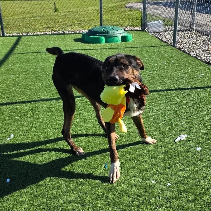 A young medium-sized female Black Mixed Breed dog named Brandy for adoption in Bristol, IN