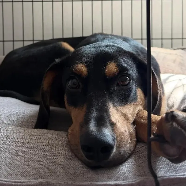 A young large-sized female Rottweiler dog named Clementine for adoption in Polk, OH