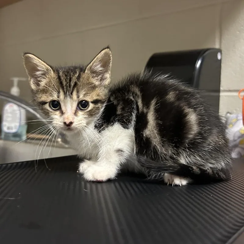 A baby small-sized male Brown / Chocolate Domestic Short Hair cat named Jayce for adoption in Bristol, IN