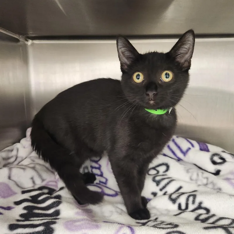A baby small-sized male Black Domestic Short Hair cat named Baby Boy for adoption in Fort Wayne, IN