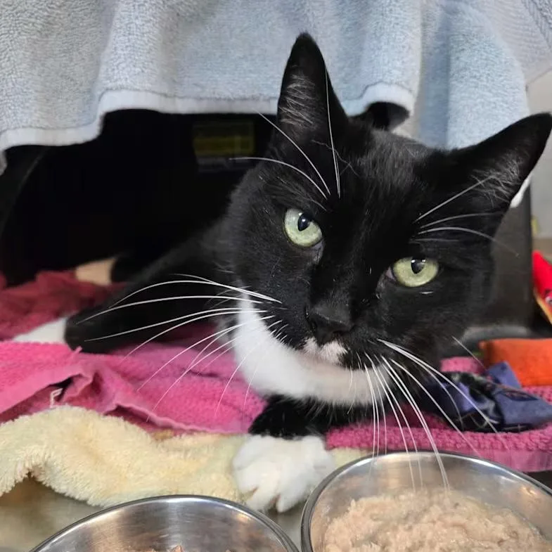 A senior medium-sized male Black & White / Tuxedo Domestic Short Hair cat named Munchie for adoption in Nantucket, MA