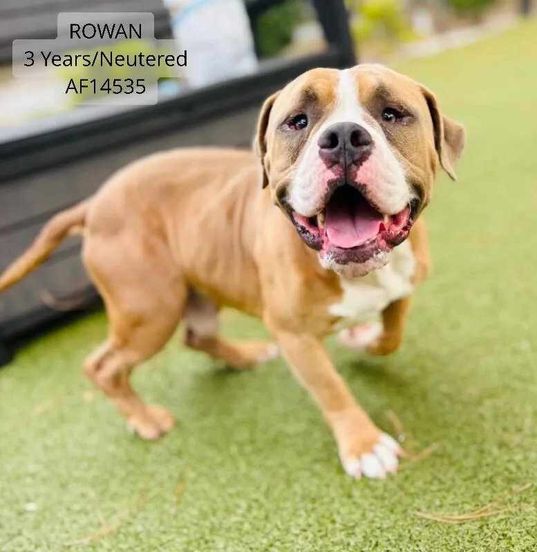 Rowan