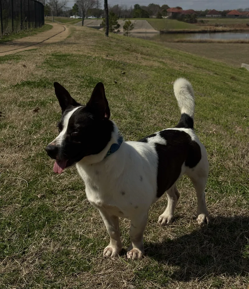 Skippy Loves Walks! thumbnail 4