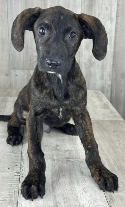 An adult small-sized male Terrier dog named Sloppy Joe for adoption in Shreveport, LA