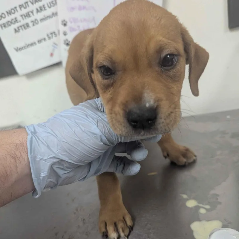 A baby small-sized female Brown / Chocolate Pit Bull Terrier dog named Imogen Heap for adoption in Parrish, AL