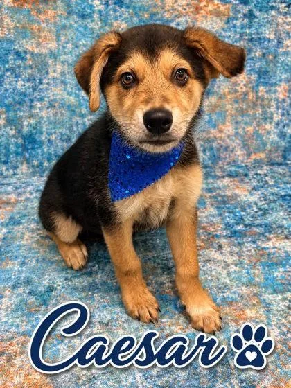 A baby small-sized male Shepherd dog named Caesar for adoption in Seagoville, TX