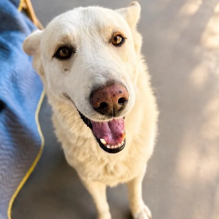 An adult large-sized male White / Cream Shepherd dog named Yeti for adoption in San Diego, CA